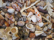 Family shell collection