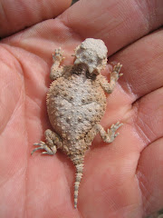 A Baby Horned Lizard