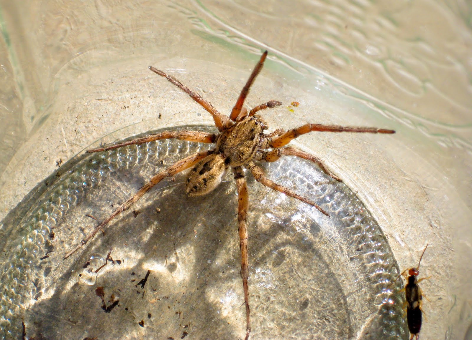 jennifer ariel: massive brown spider galore