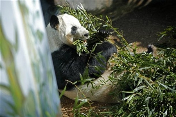 Thaipanda+: Zoo Atlanta's 13-year-old giant panda Lun Lun is pregnant