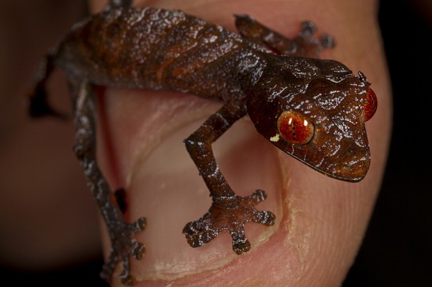 http://3.bp.blogspot.com/_nqnZJRUl4zU/TSLMELAC8KI/AAAAAAAAIFY/xaMe9GJCFq0/s1600/Gecko%2B2.jpg