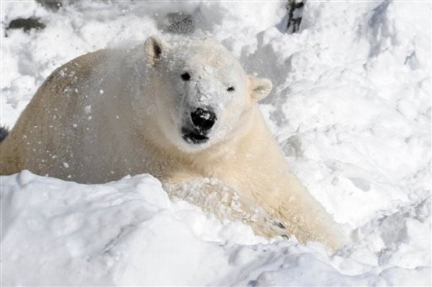 A 4-year-old polar bear enjoys the snow ~ Animal News