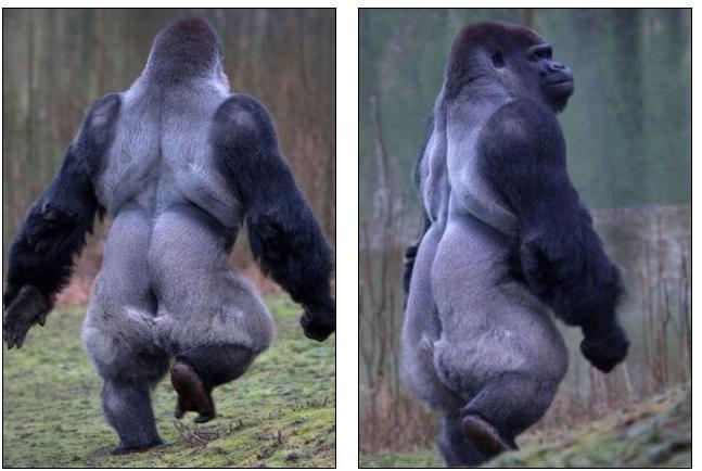 Ambam%252C%2Bthe%2Bswaggering%2Bsilverba