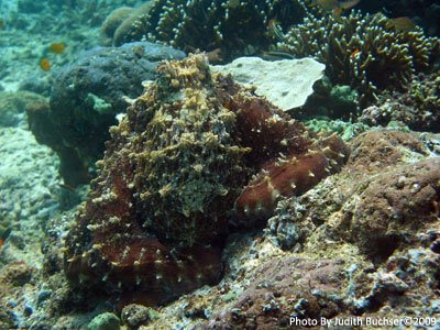 Octopus, Napoleon Reef, Pemuteran