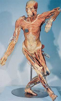 Posing a human cadaver for public exhibition