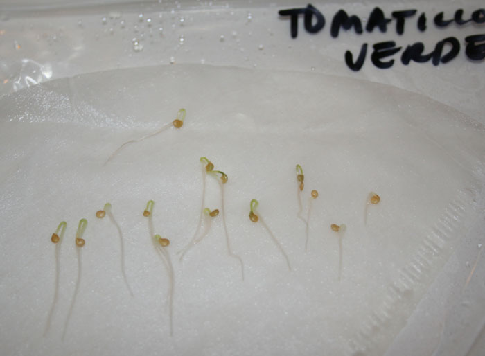 [tomato_seeds16feb2010_germinate.jpg]