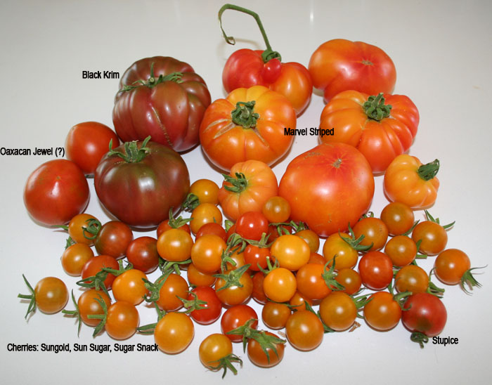 tomato_harvest_label25july09.jpg