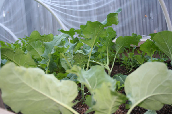 [wood_tulle_inside02+24oct09.jpg]