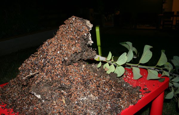 [cherimoya_root10nov09.jpg]