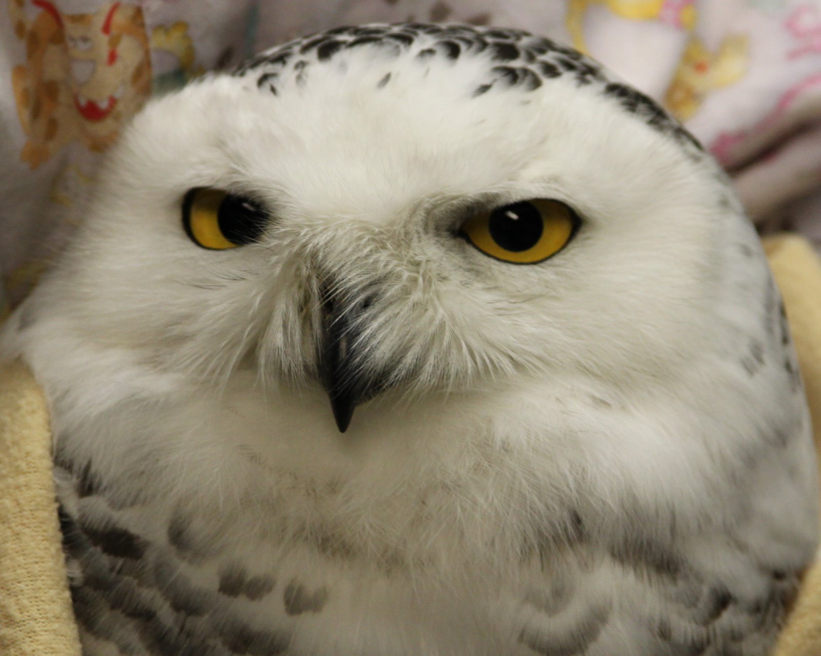 Bird Treatment and Learning Center It's snowy at TLC