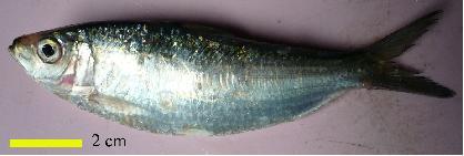 coret coret: literatur ikan tamban