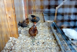 permenant coop hens moved