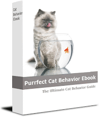 Solve Cat Behavior Problems