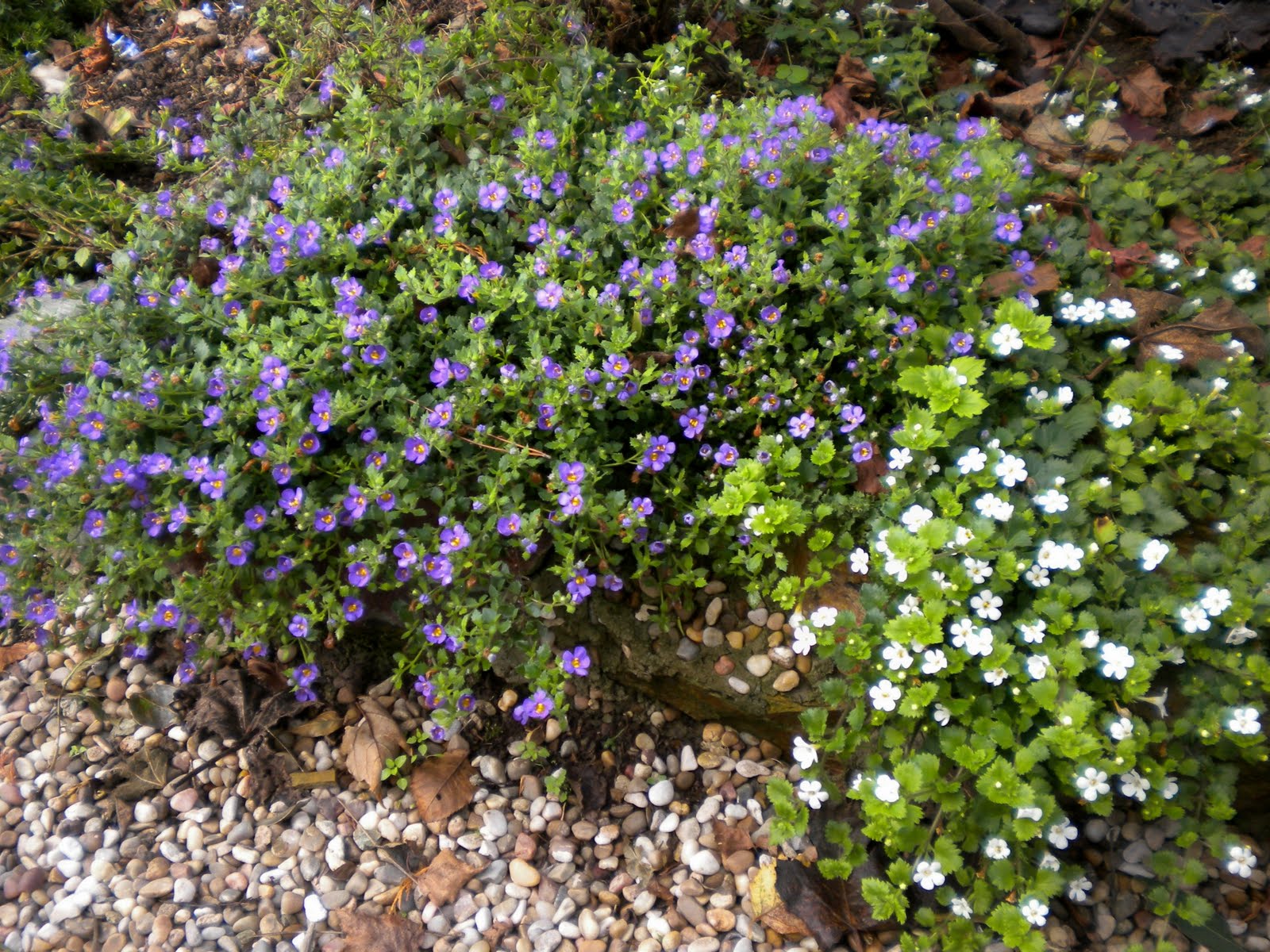 . Bacopa. . Bacopa.