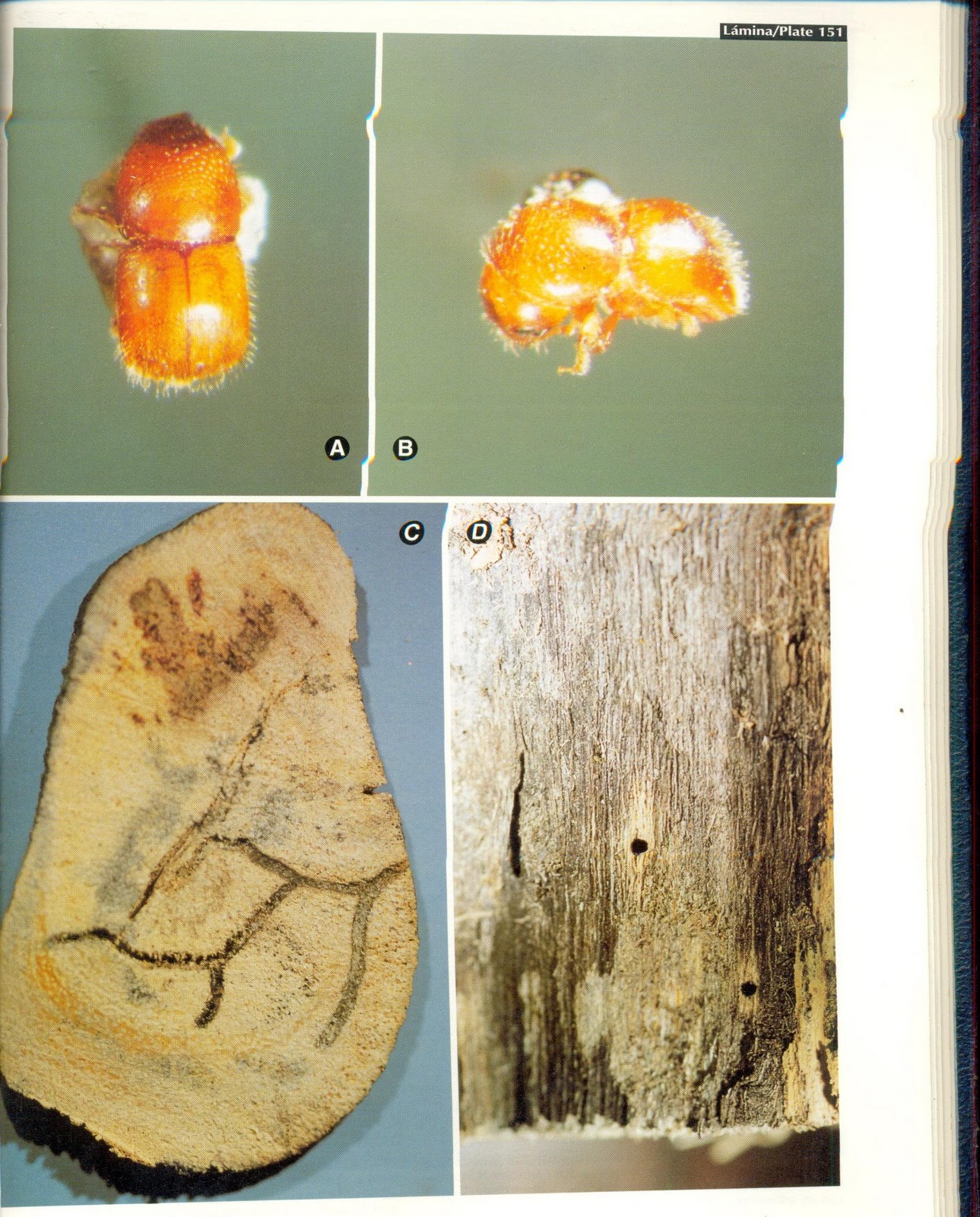 Lista 98+ Foto Insectos De La