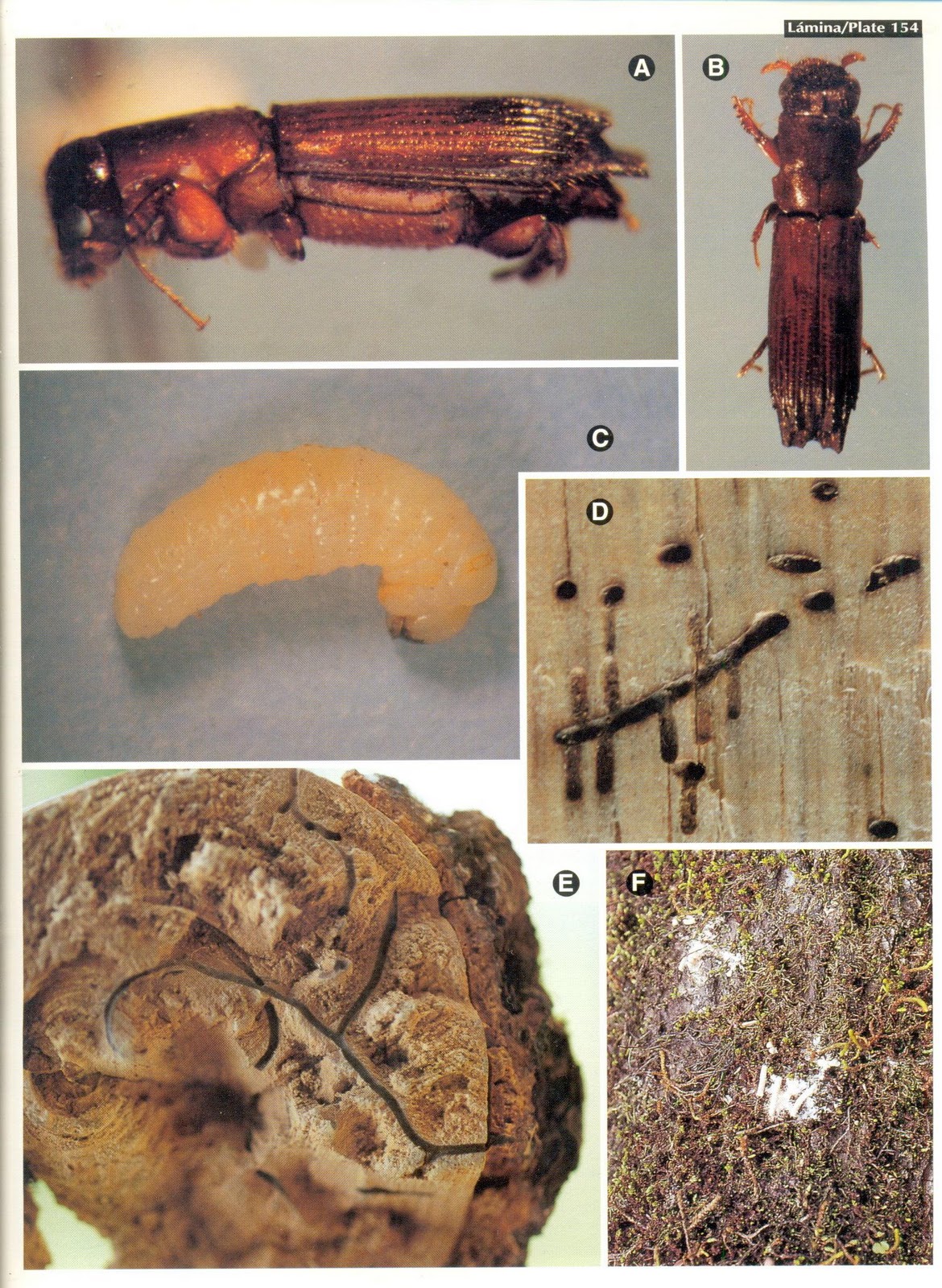 ENTOMOLOGIA EUNICE: Insectos que se alimentan de la madera húmeda