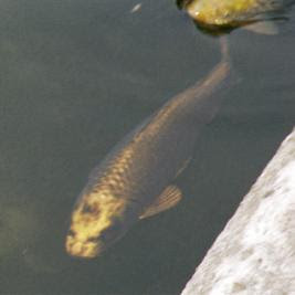 flat faced fish flat faced fish