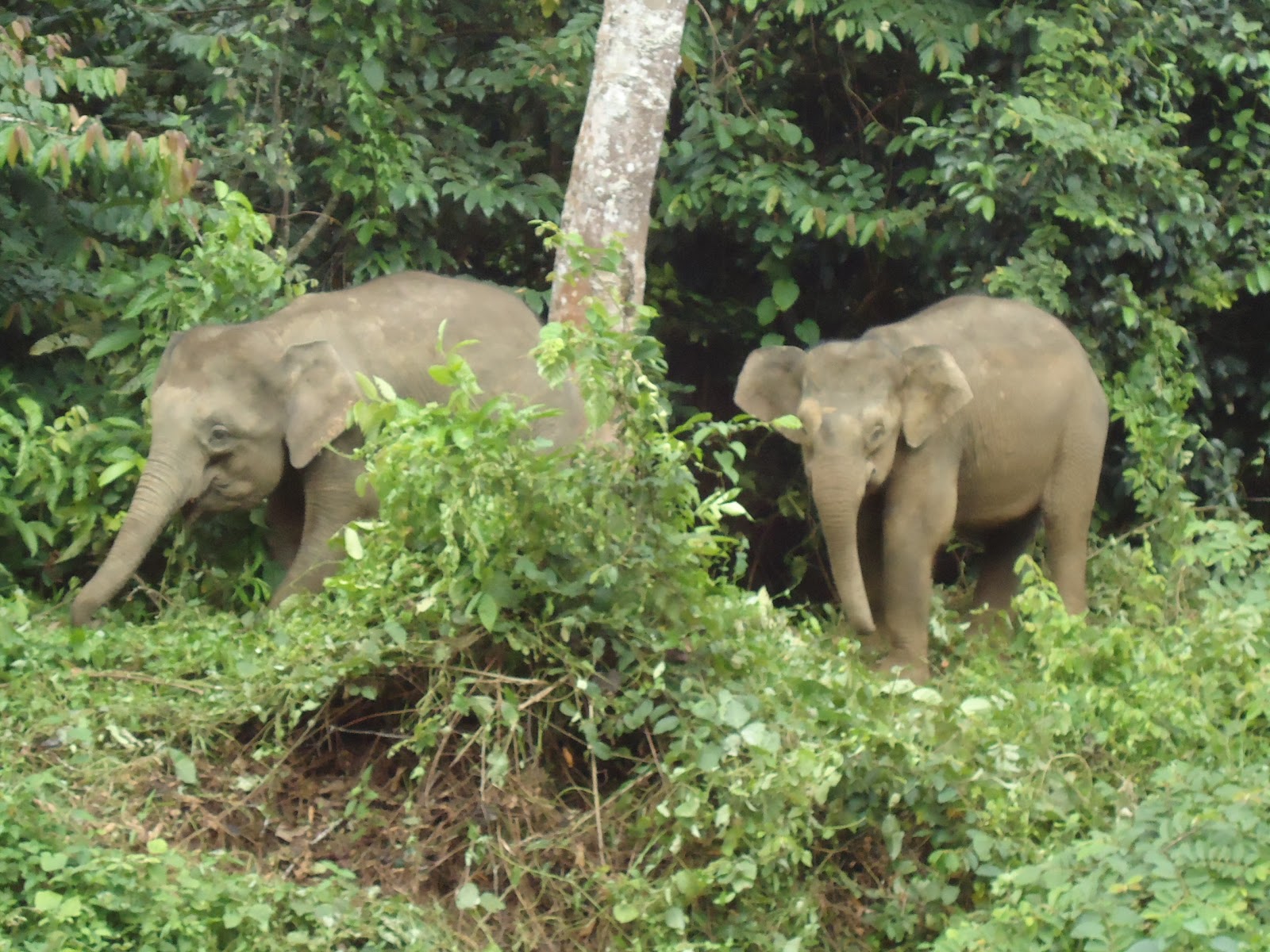 Haiwan Terancam Yang Sering Mati Kena Langgar Di Lebuhraya Free Malaysia Today
