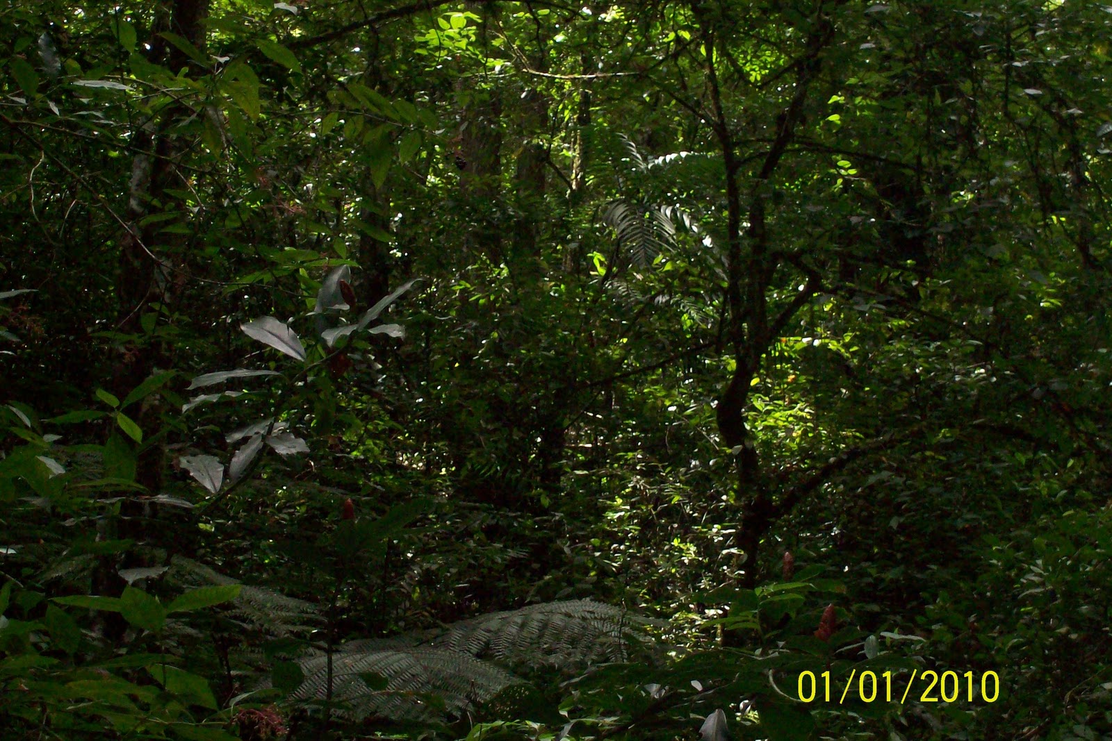 Bosques de Honduras en Peligro de Extinción Situación de los principales bosques de Honduras