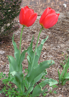 tulips outside of my apartment!