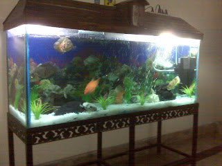 5 FEET AQUARIUM FOR SALE AT A VERY GENUINE PRICE
