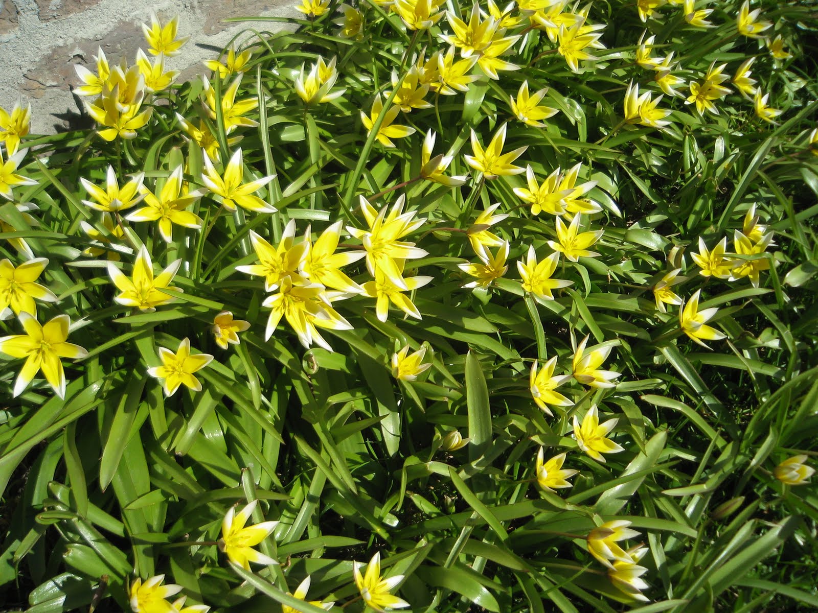 PhotoCreations(c)SivSmedseng Yellow Star Grass Hypoxis hirsuta