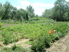 My Garden (W)