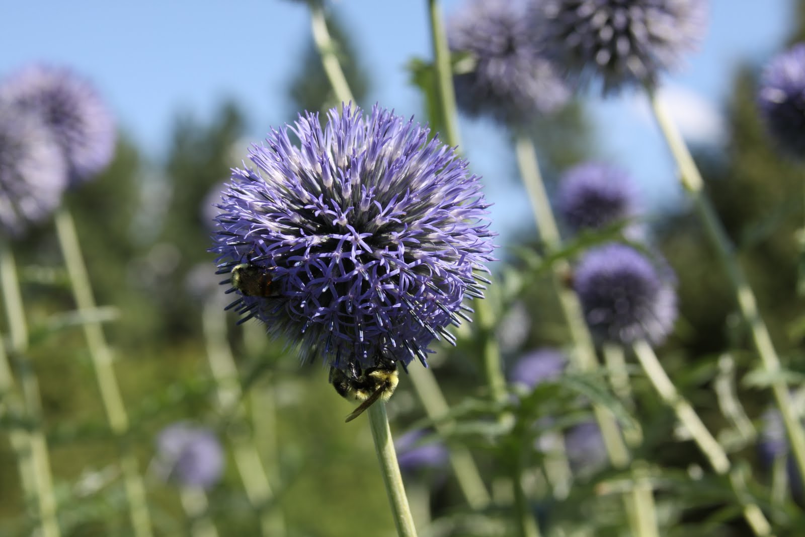 Susan's In the Garden Perennials Globe Thistle