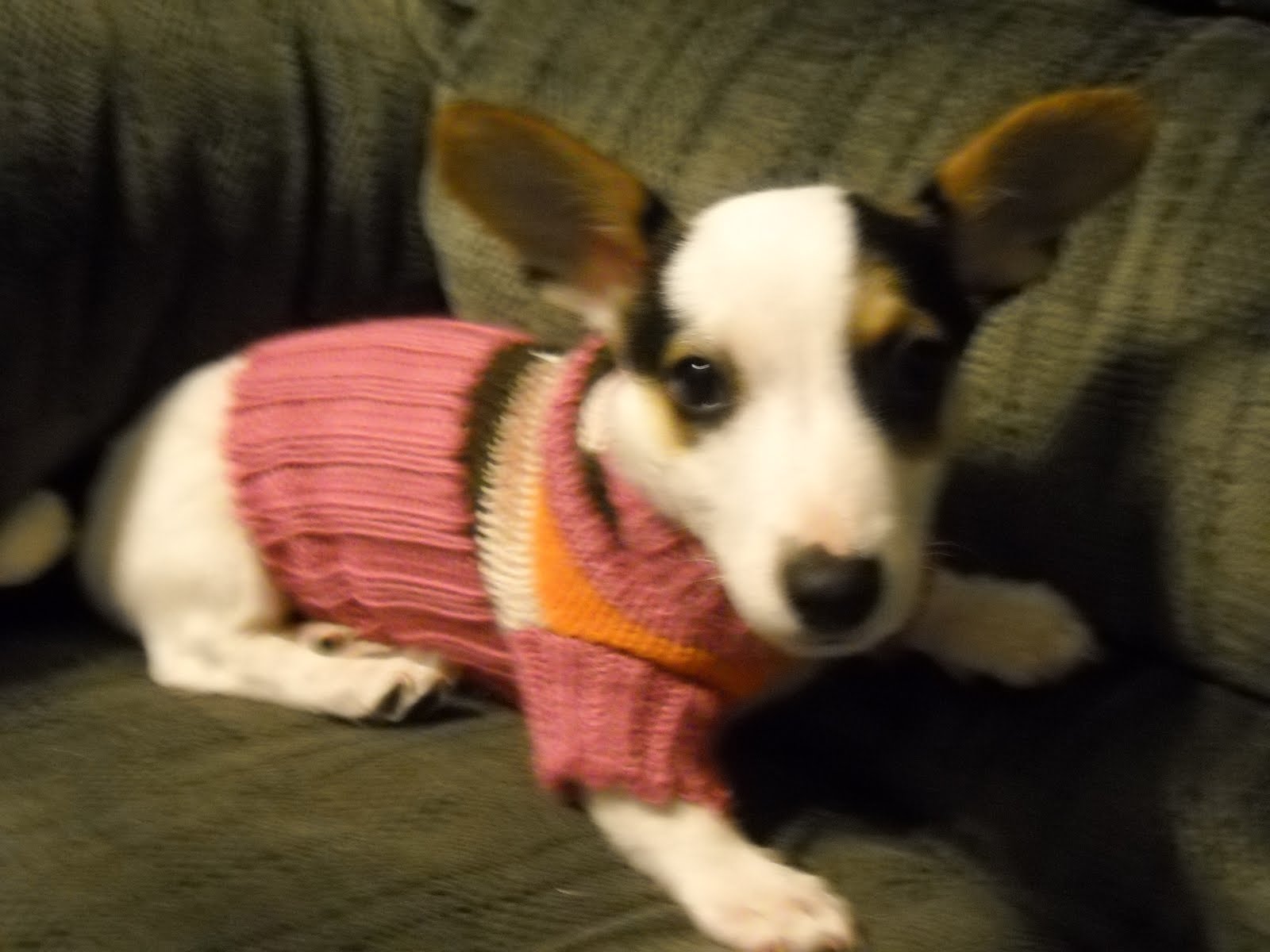 [Truffles+in+his+sweater.jpg]