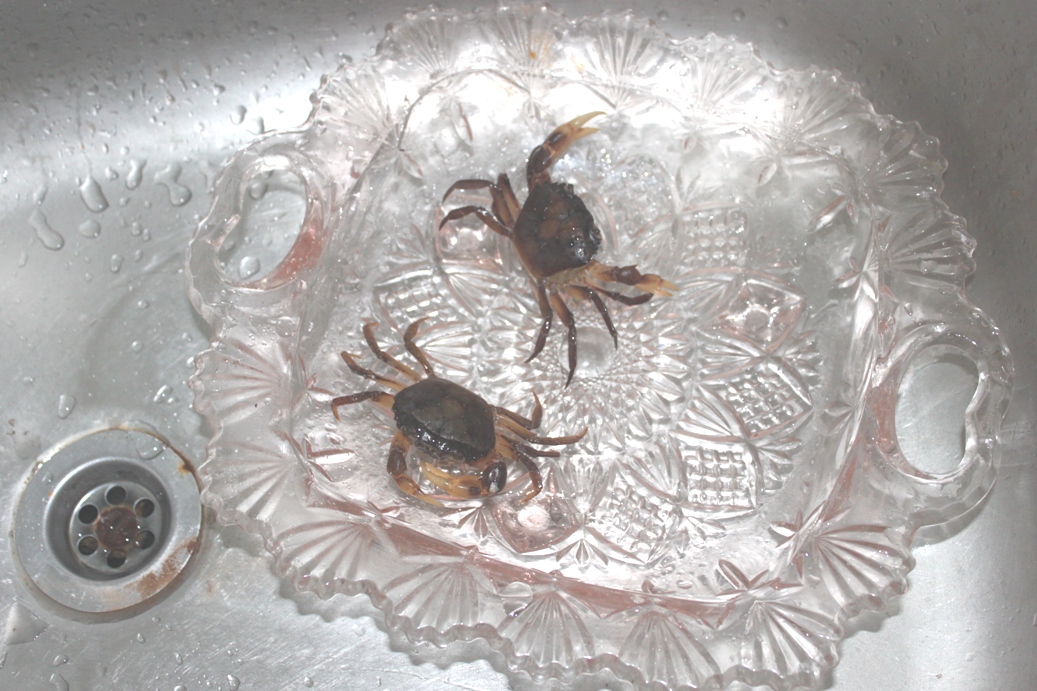 Xing Fu MEET MY PET CRABS