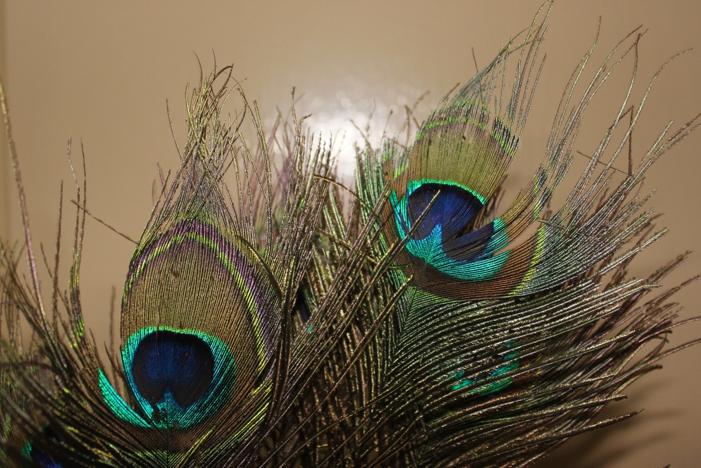 Xing Fu PEACOCK FEATHERS