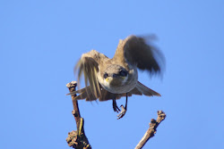 bush bird honeyeater singing