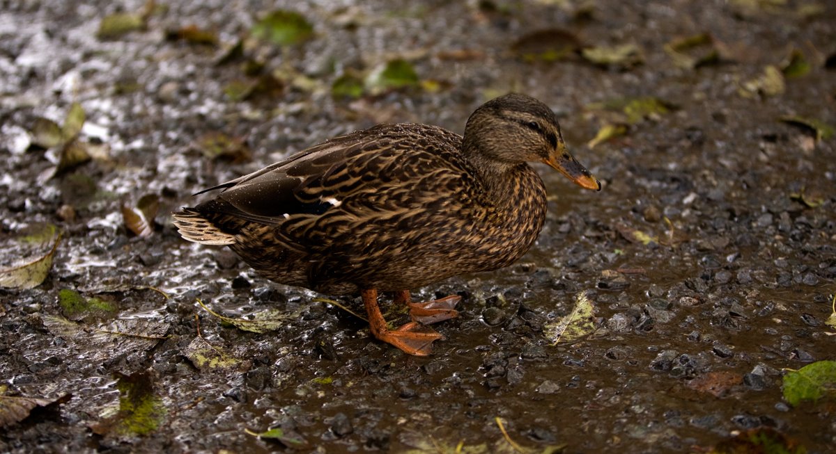 [Female-duck-1-web.jpg]