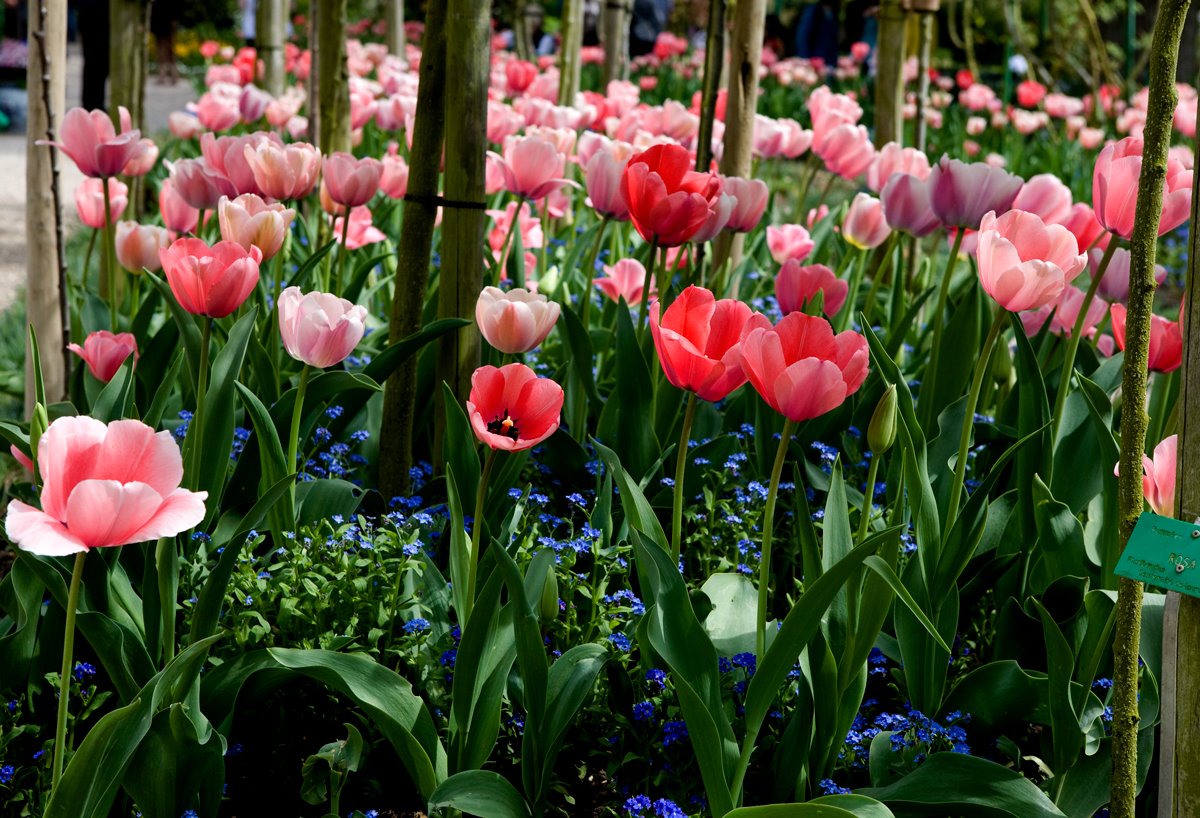 [Pink-tulips-IMG_1307.jpg]