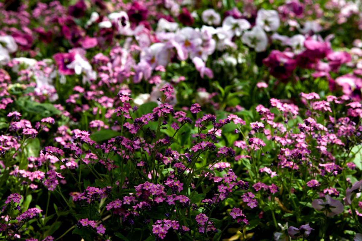 [Purple-flowers-2-IMG_1284.jpg]