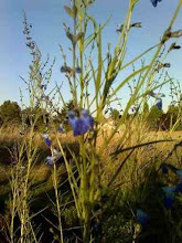 Blue Willow Salvia