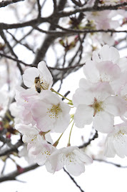 White Winter Blossom