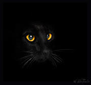 The Black Cat is one of the most famous of Poe's short stories and you can . (black cat on black)