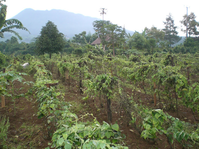 Kebun cincau dengan view gunung Pangrango