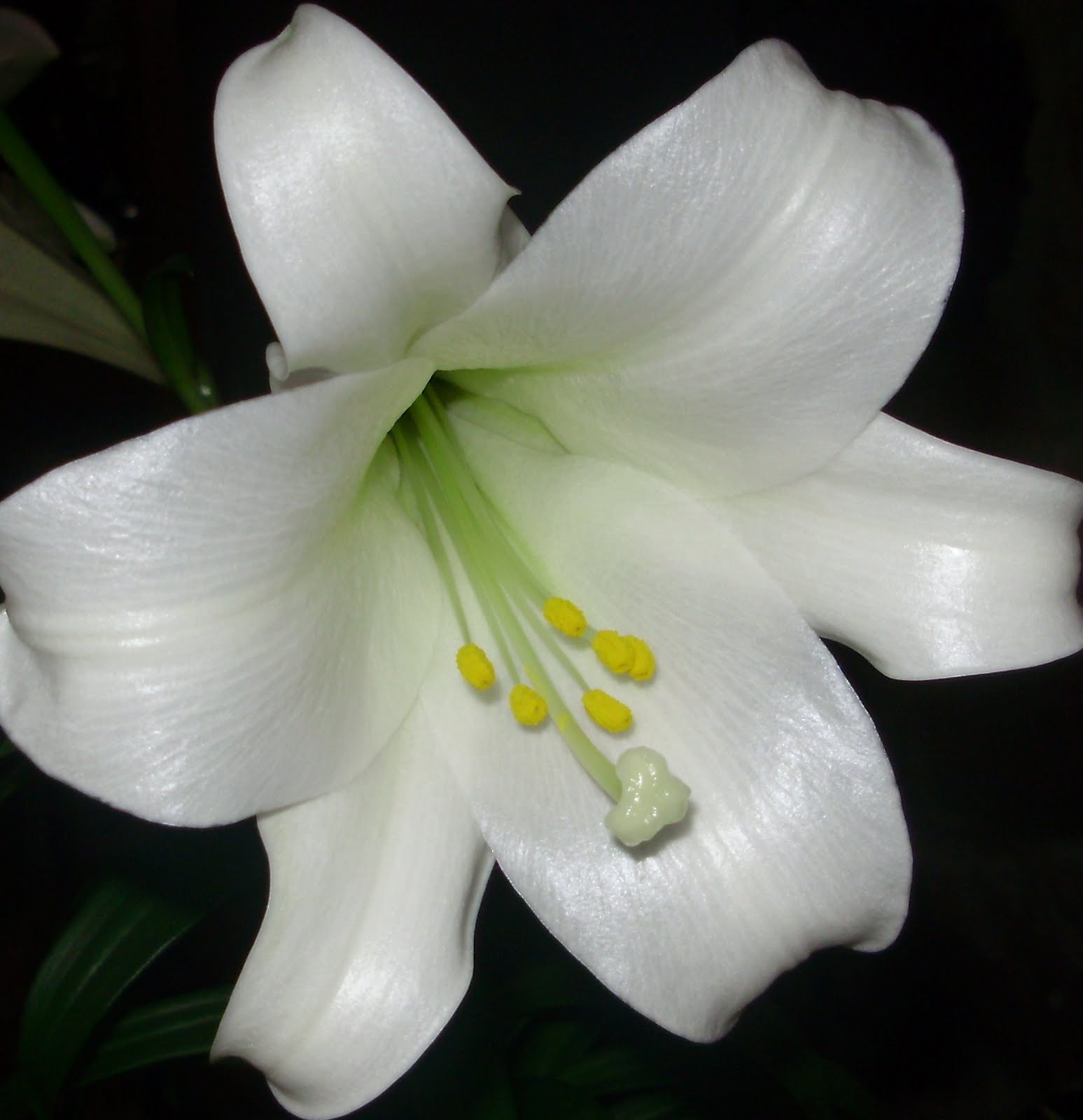 Easter lily field production