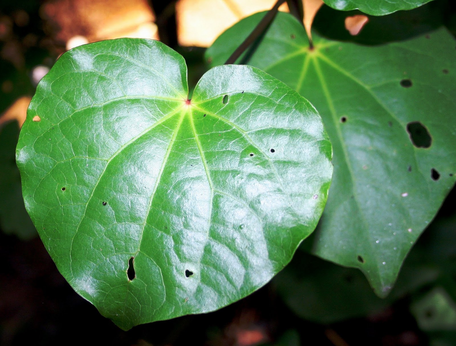Plant with heart leaves