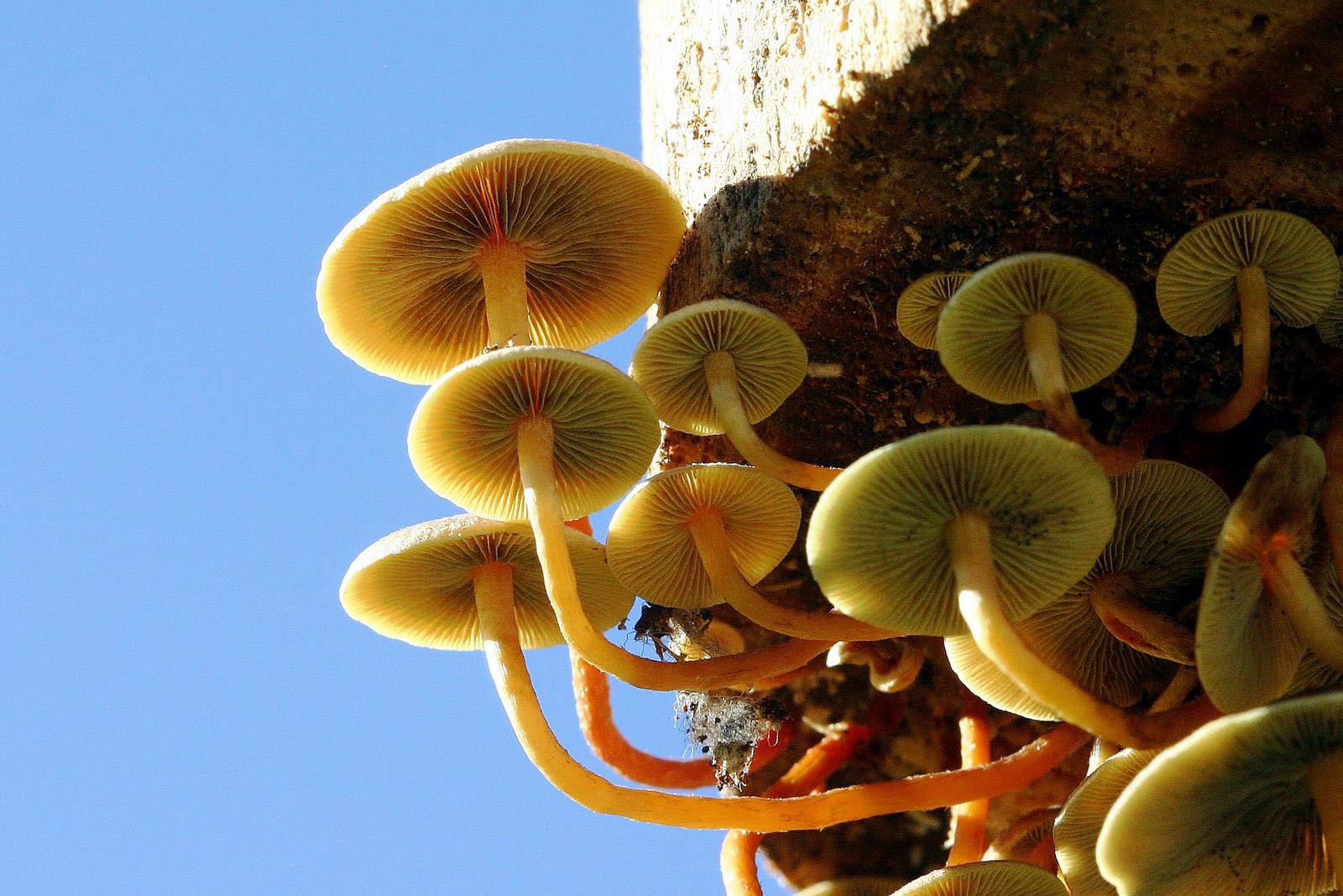 Lamella The blade or gill of a mushroom. Botany word of