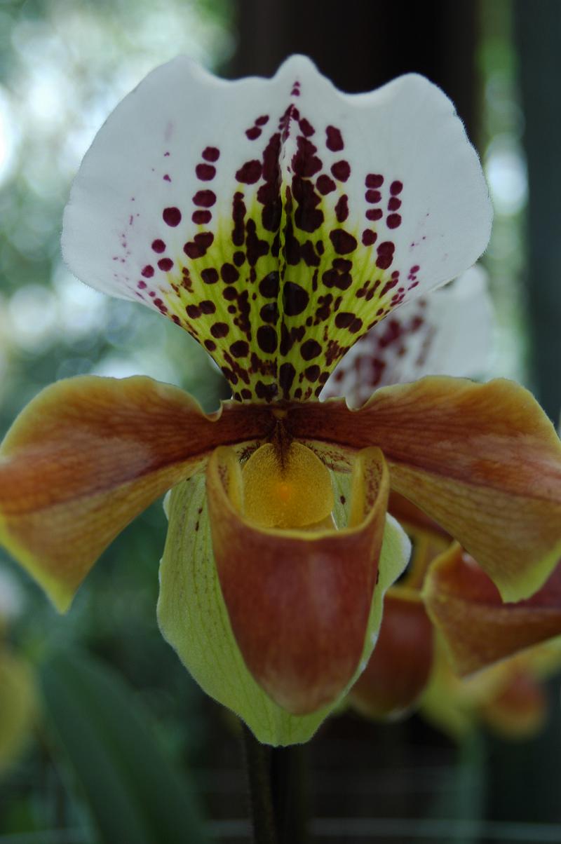 Амстердам орхидея