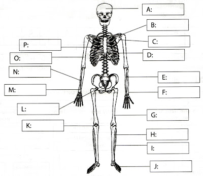 human skeleton labeled