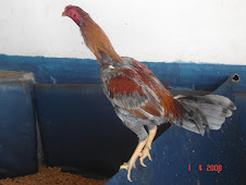 gallo franco bankiva