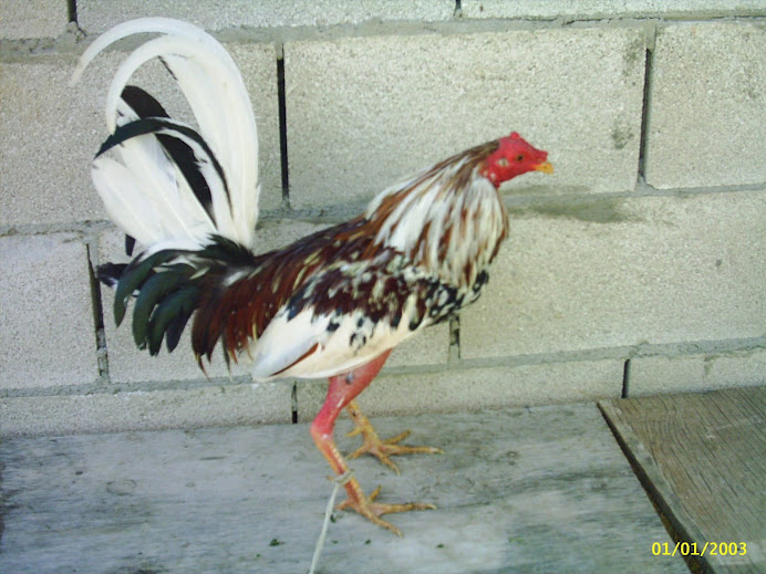 soy el macho mas macho de todo el corral