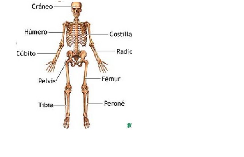 Principales Huesos Del Cuerpo Humano Esqueleto