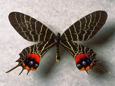 Exotic butterfly desktop background