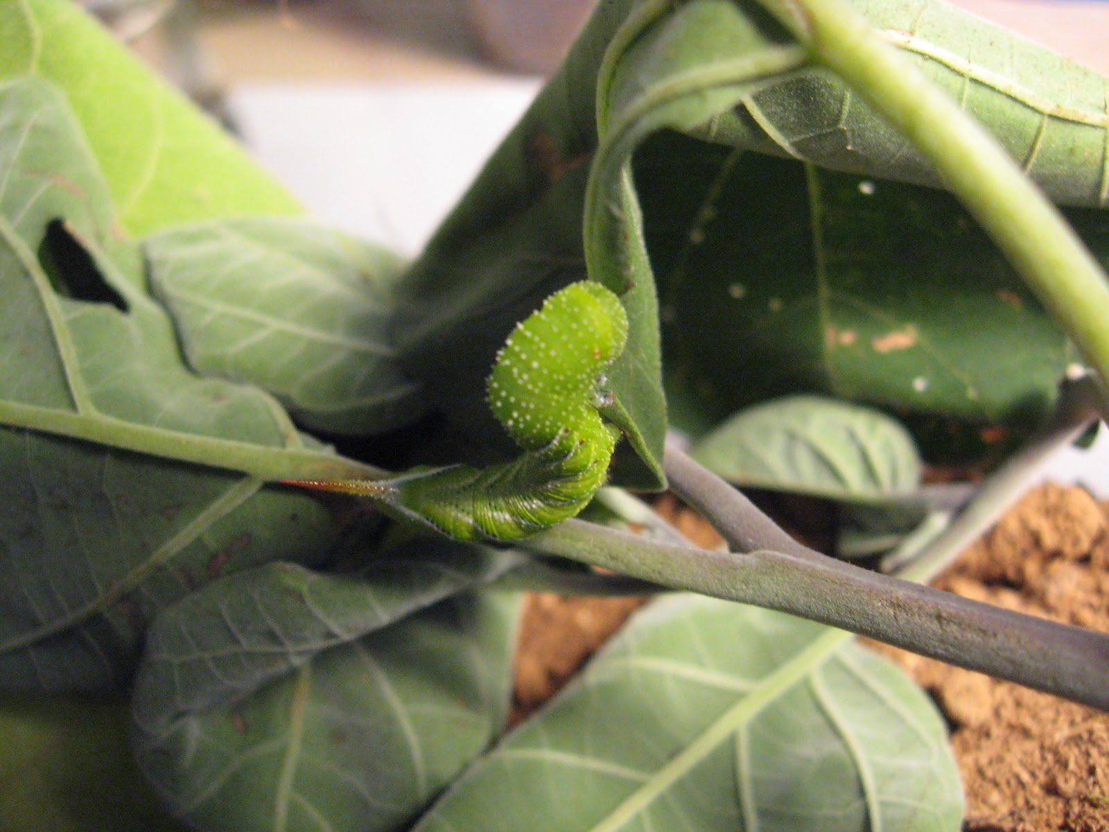 feeding-hornworms-to-bearded-dragon-5.jpg