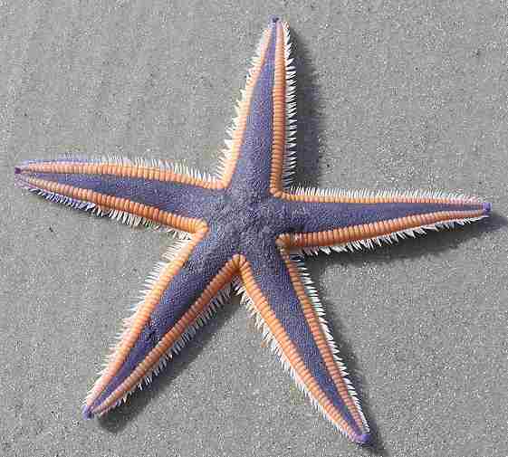 [starfish_2.jpg]